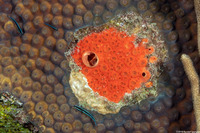 Cliothosa delitrix (Red Boring Sponge)