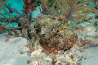 Scorpaena plumieri (Spotted Scorpionfish)