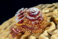 Spirobranchus giganteus (Christmas Tree Worm)
