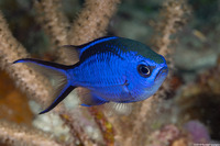 Chromis cyanea (Blue Chromis)
