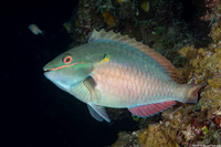Sparisoma aurofrenatum (Redband Parrotfish)