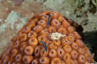 Elacatinus lobeli (Caribbean Neon Goby)