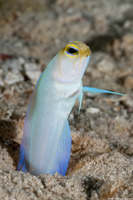 Opistognathus aurifrons (Yellowhead Jawfish)