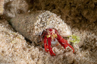Paguristes cadenati (Red Reef Hermit Crab)