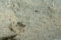 Bothus ocellatus (Eyed Flounder)
