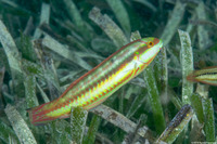 Halichoeres bivittatus (Slippery Dick)