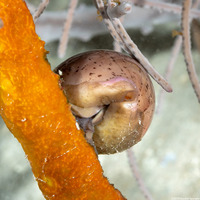 Luria cinerea (Atlantic Gray Cowry)