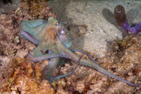 Octopus briareus (Caribbean Reef Octopus)