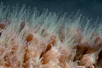 Montastraea cavernosa (Great Star Coral)