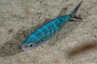 Haemulon vittatum (Boga)