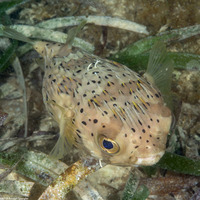 Diodon holocanthus (Longspine Porcupinefish)