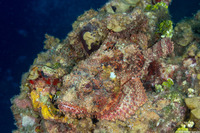 Scorpaena plumieri (Spotted Scorpionfish)