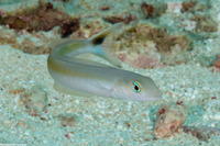 Malacanthus plumieri (Sand Tilefish)