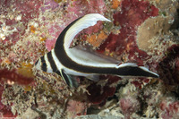 Equetas punctatus (Spotted Drum)