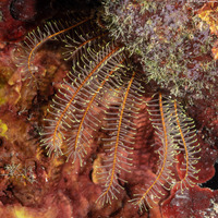 Davidaster rubiginosus (Golden Crinoid)