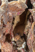 Gymnothorax miliaris (Goldentail Moray)