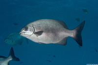 Kyphosus sectatrix (Bermuda Chub)