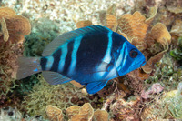 Hypoplectrus indigo (Indigo Hamlet)