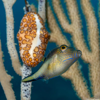 Canthigaster rostrata (Sharpnose Puffer)