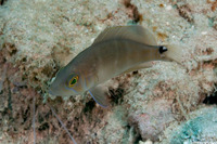 Hypoplectrus sp.1 (Juvenile Hamlets)