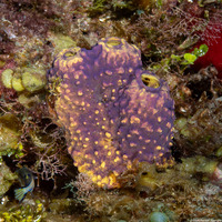 Aiolochroia crassa (Branching Tube Sponge)