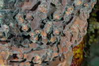 Helioseris cucullata (Sunray Lettuce Coral)