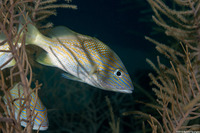 Haemulon plumierii (White Grunt)