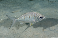 Gerres cinereus (Yellowfin Mojarra)