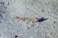 Metapenaeopsis goodei (Velvet Shrimp)