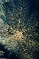 Astrophyton muricatum (Giant Basket Star)