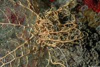 Astrophyton muricatum (Giant Basket Star)