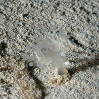 Cerianthidae sp.1 (Transparent Tube-Dwelling Anemone)