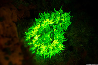 Phymanthus crucifer (Beaded Anemone)