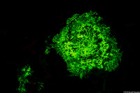 Discosoma carlgreni (Forked Tentacle Corallimorph)