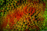 Madracis pharensis (Star Coral)