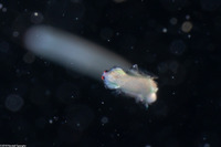 Phylum Nemertea (Ribbon Worm)