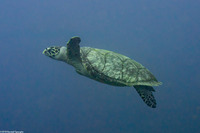 Eretmochelys imbricata (Hawksbill Turtle)