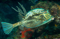 Acanthostracion quadricornis (Scrawled Cowfish)