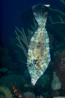Aluterus scriptus (Scrawled Filefish)