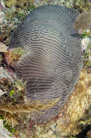 Pseudodiploria strigosa (Symmetrical Brain Coral)