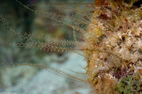 Gymnangium speciosum (Slender Feather Hydroid)
