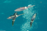 Sepioteuthis sepioidea (Caribbean Reef Squid)