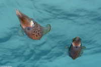 Sepioteuthis sepioidea (Caribbean Reef Squid)