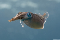 Sepioteuthis sepioidea (Caribbean Reef Squid)