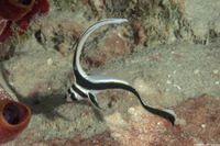 Equetas punctatus (Spotted Drum)