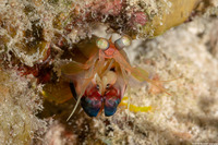 Neogonodactylus curacaoensis (Dark Mantis Shrimp)