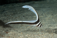 Equetas punctatus (Spotted Drum)