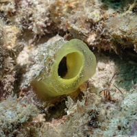 Ascidia sydneiensis (Yellow-Green Sea Squirt)