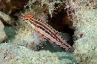 Serranus baldwini (Lantern Bass)