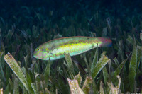 Halichoeres bivittatus (Slippery Dick)